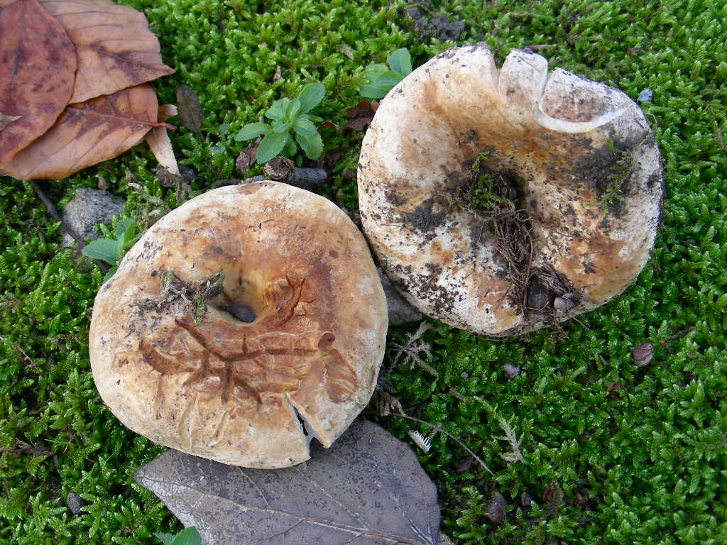 Russula chloroides ...